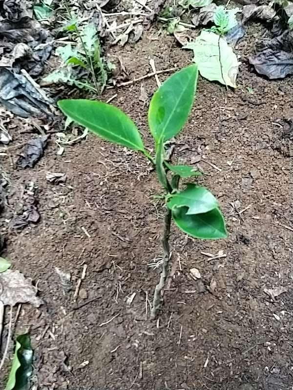 tree image