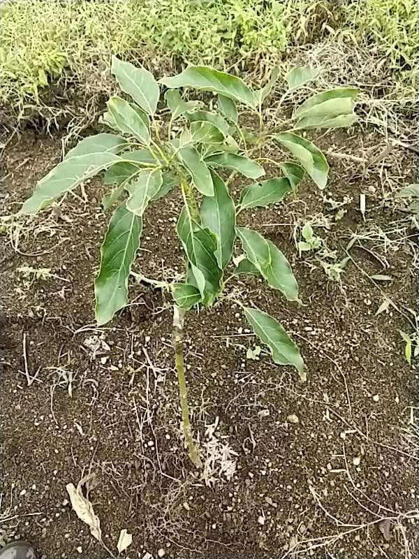 tree image