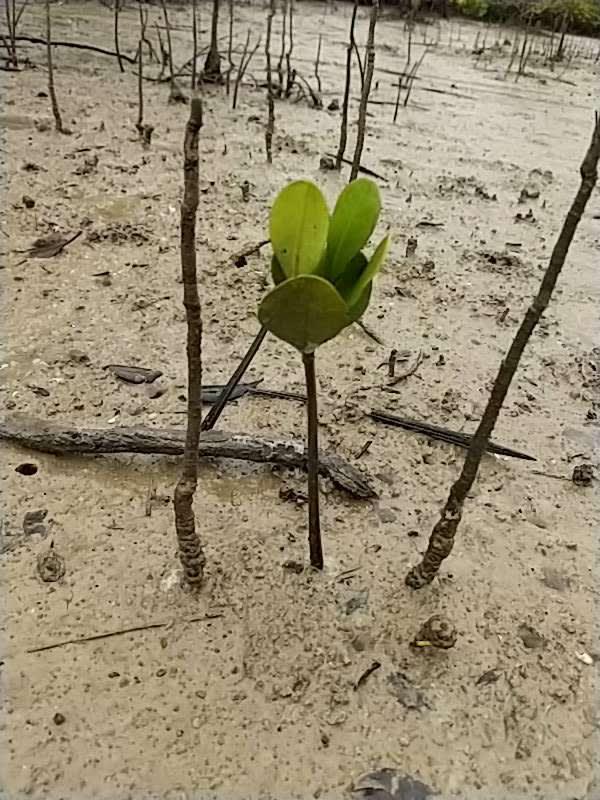 tree image