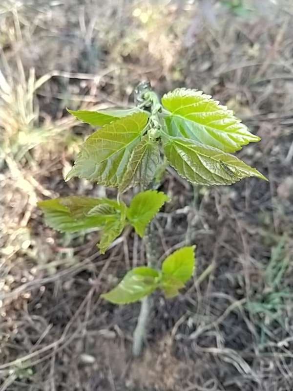 tree image