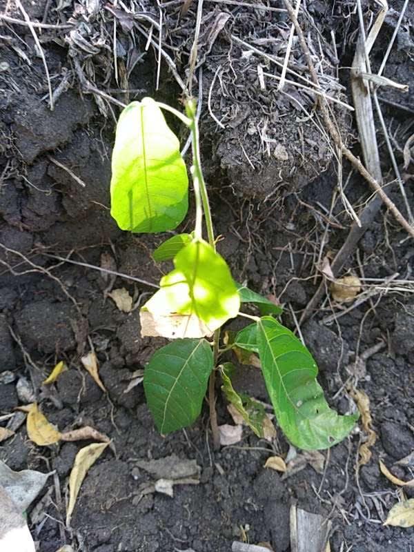 tree image