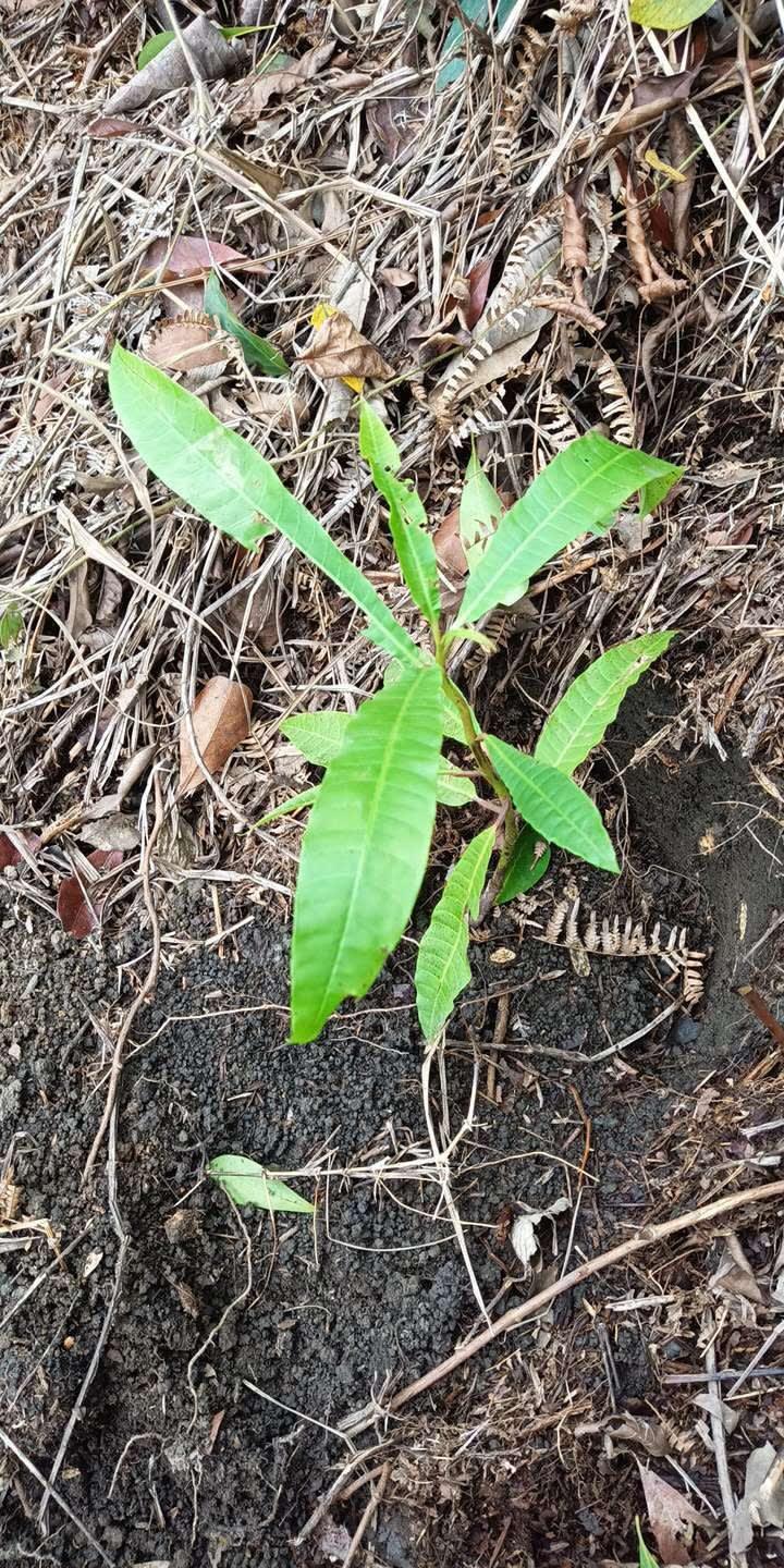 tree image