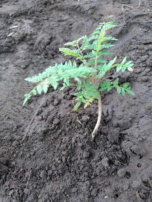 tree image