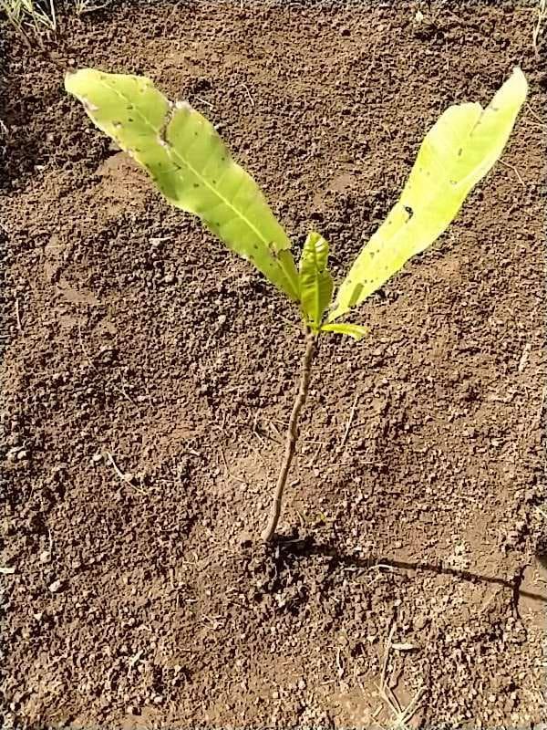 tree image