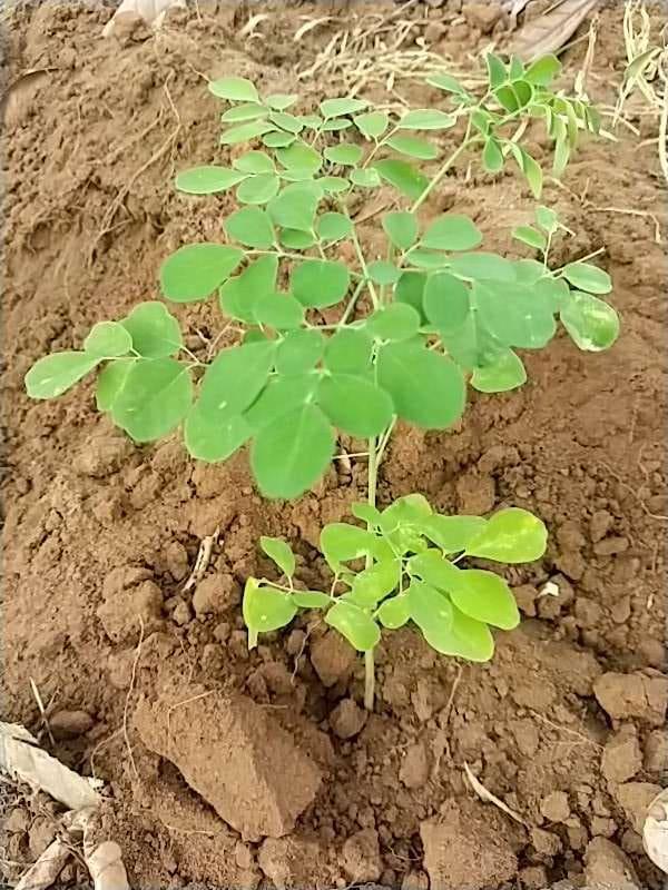 tree image