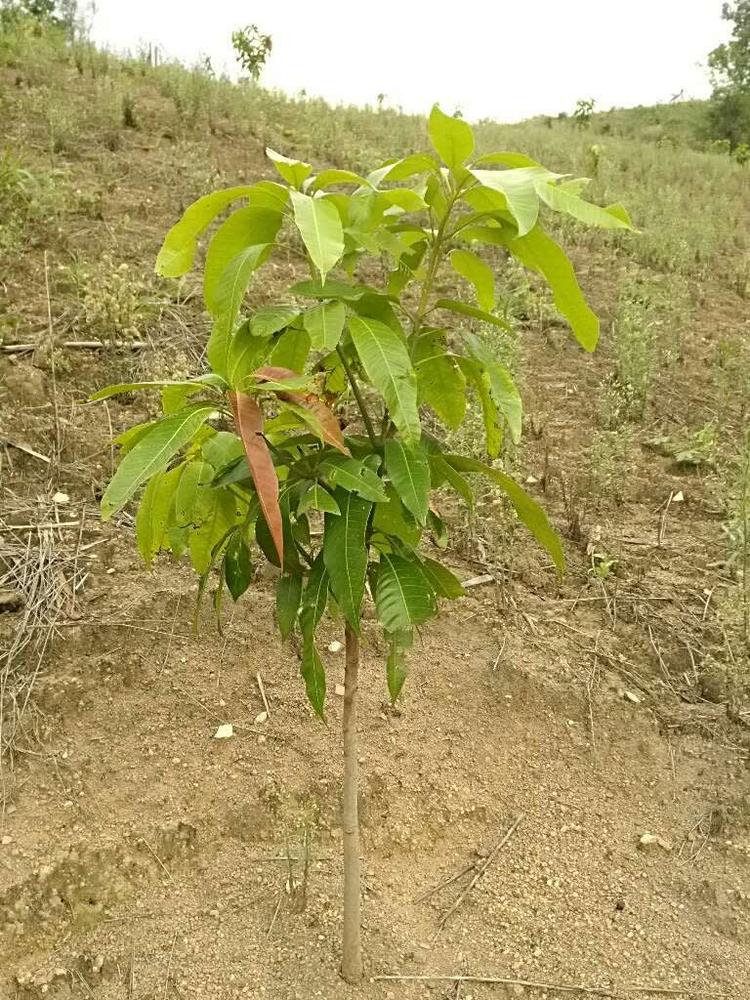 tree image