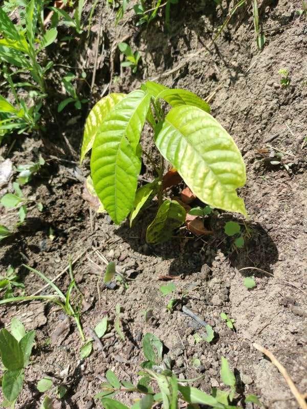 tree image