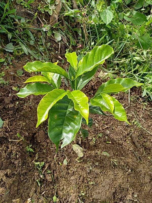 tree image