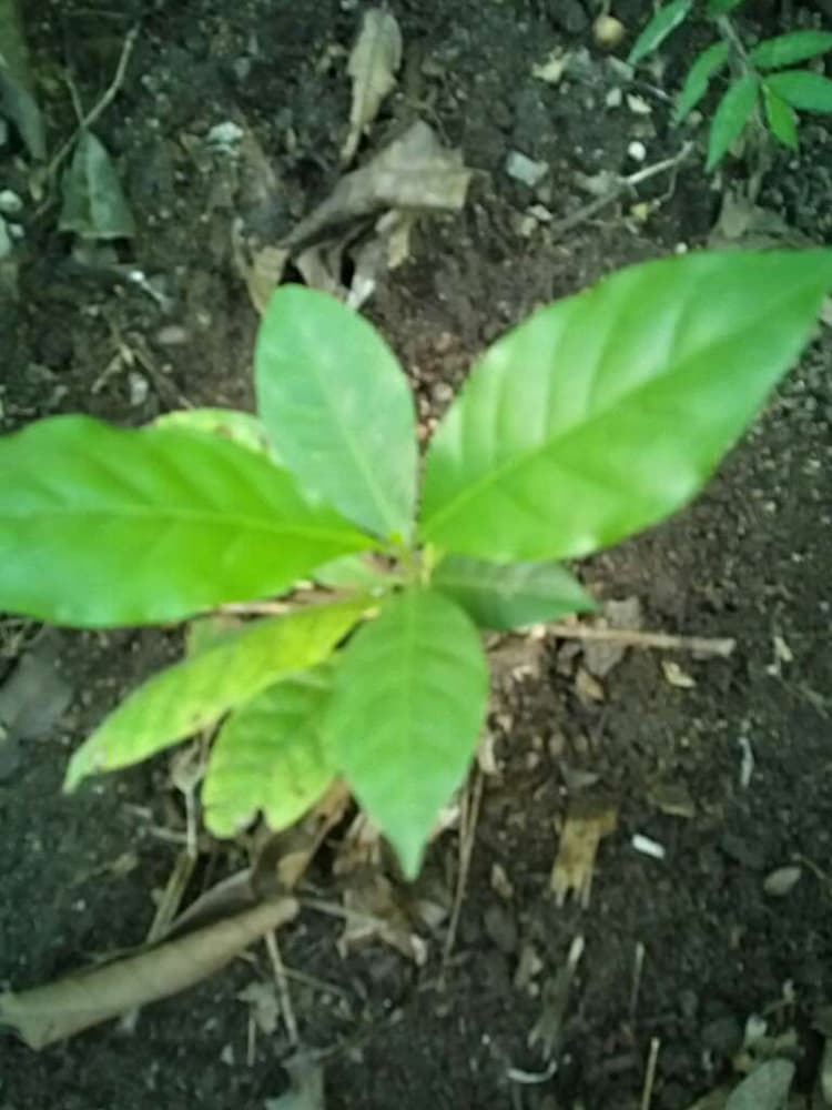 tree image