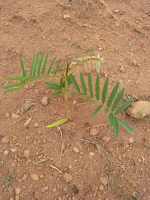 tree image