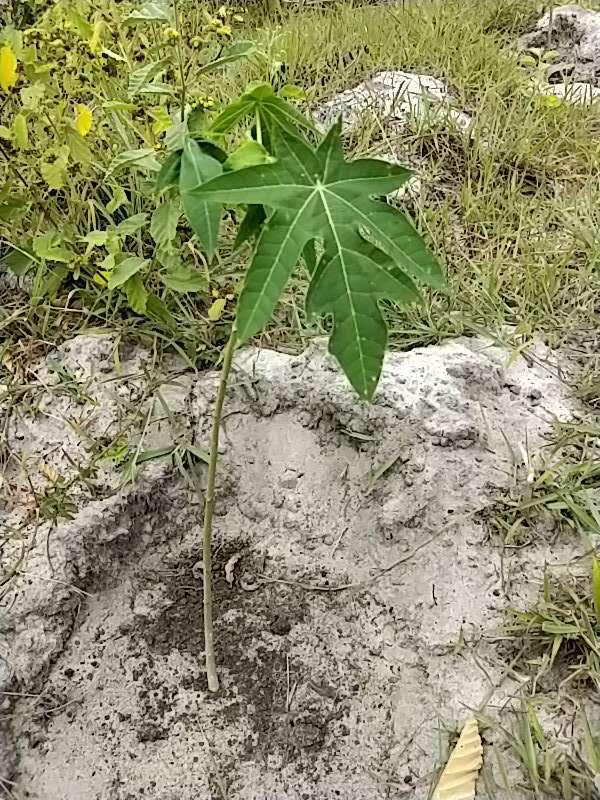 tree image