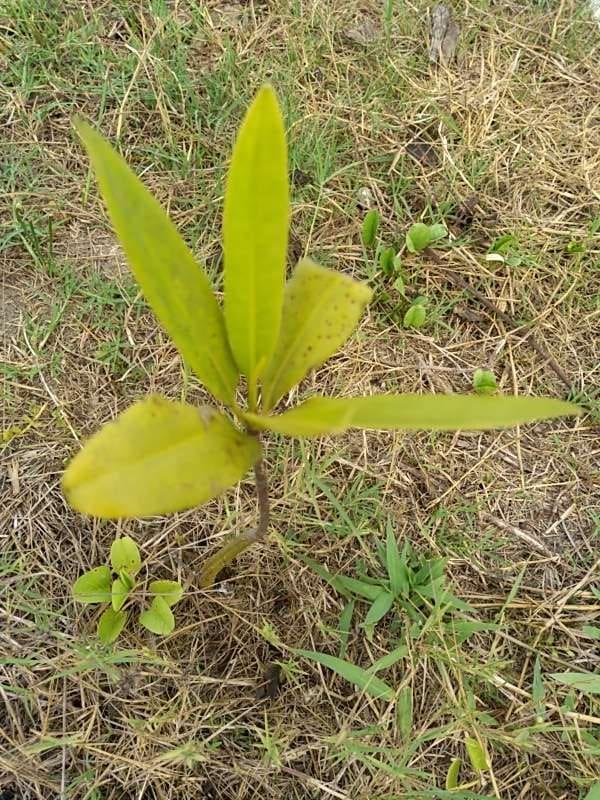 tree image