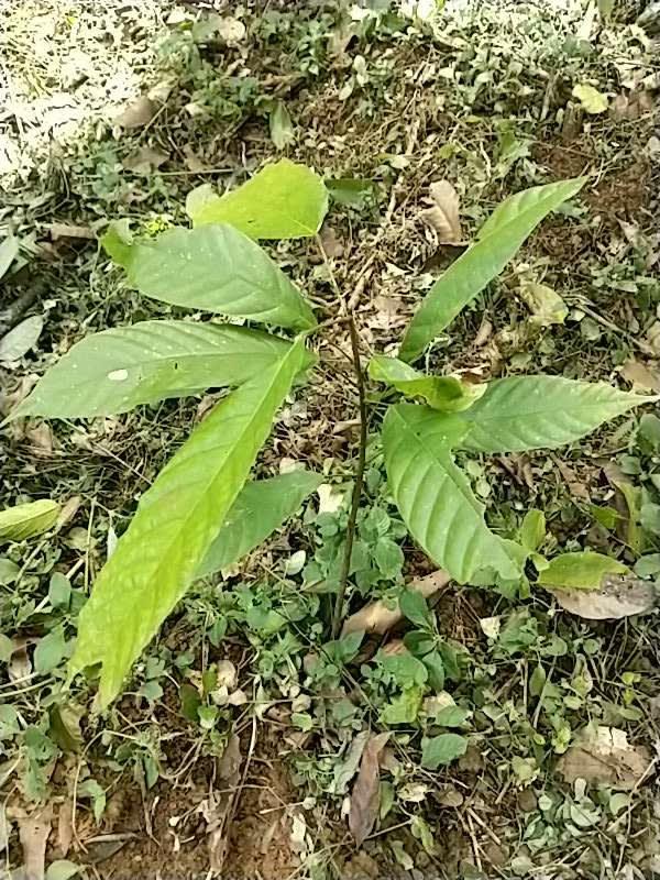 tree image