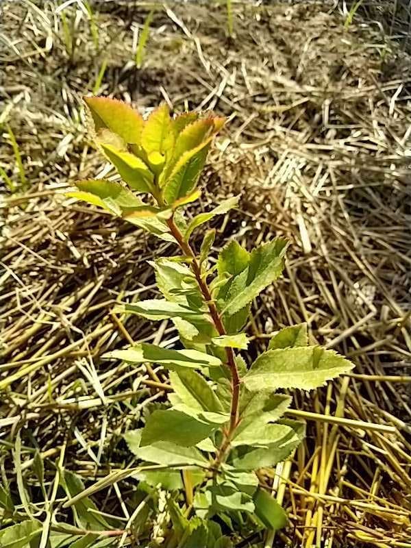 tree image