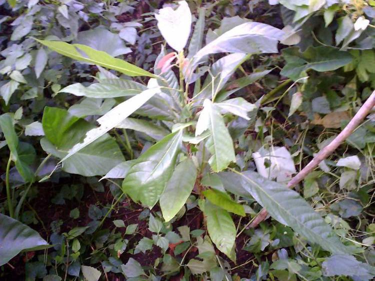 tree image
