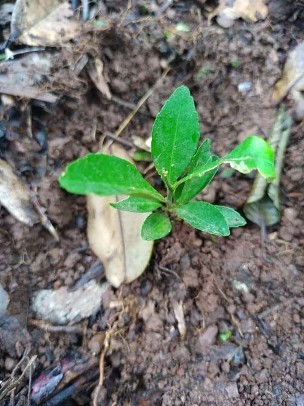 tree image