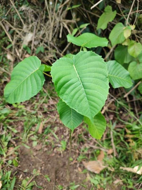 tree image