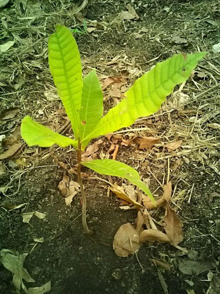 tree image