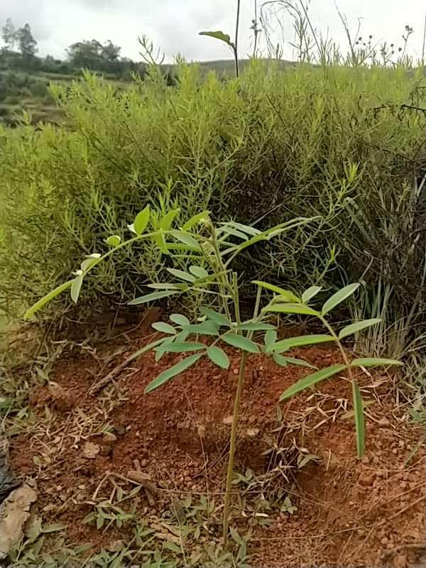 tree image