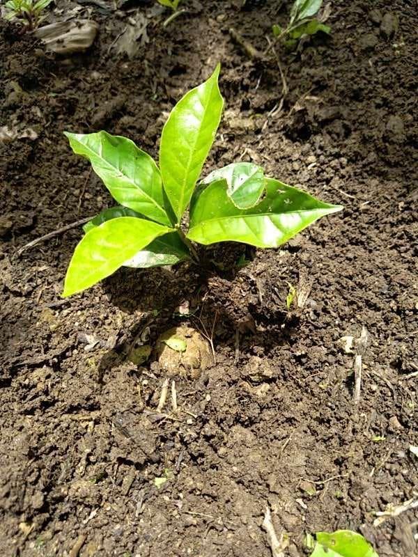 tree image