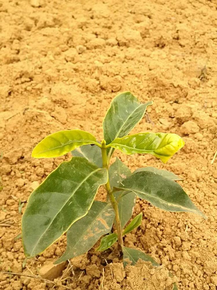 tree image