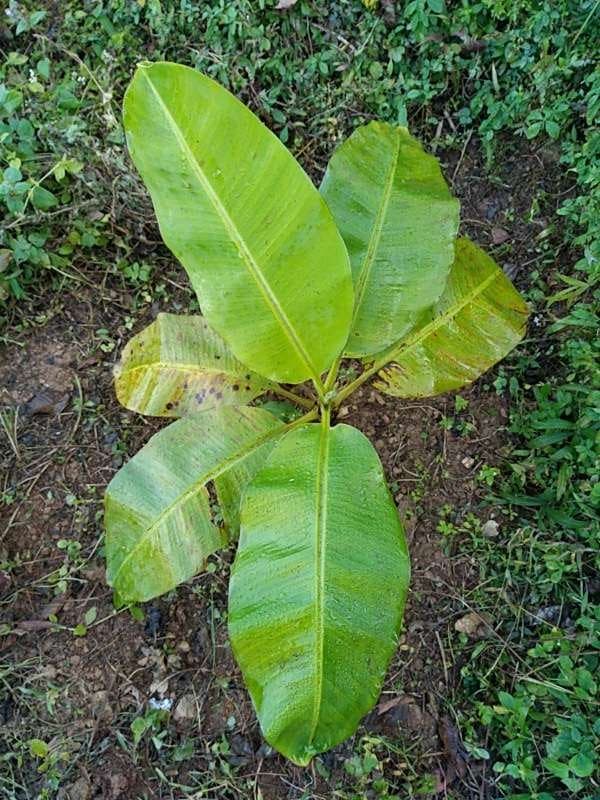 tree image