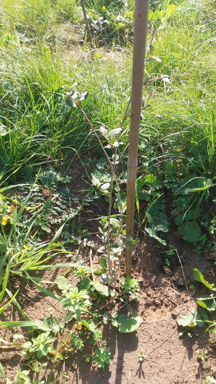 tree image