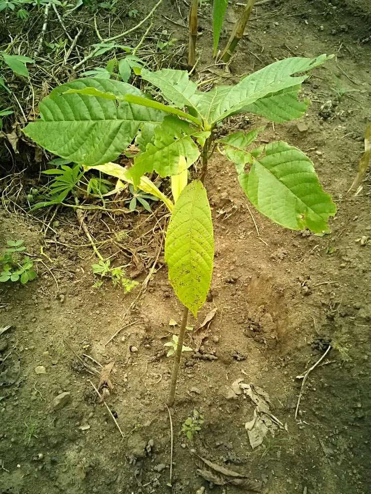 tree image