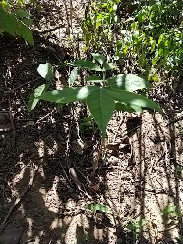 tree image