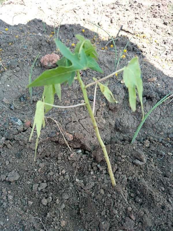 tree image