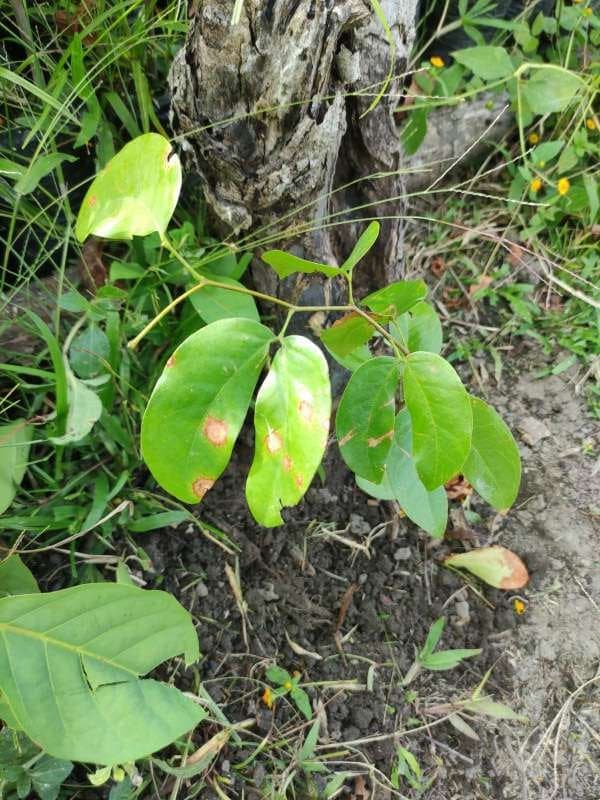 tree image