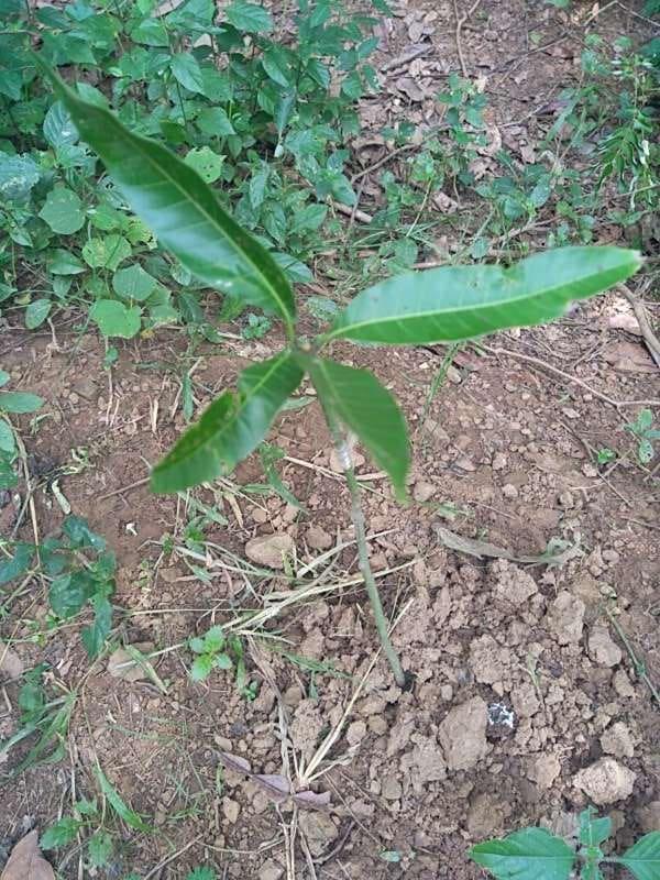 tree image