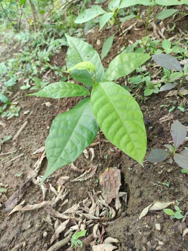 tree image