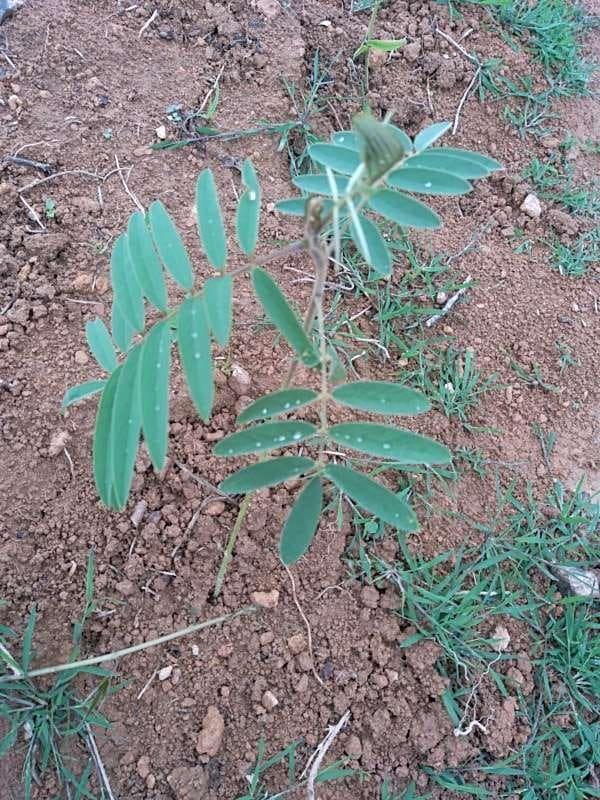 tree image