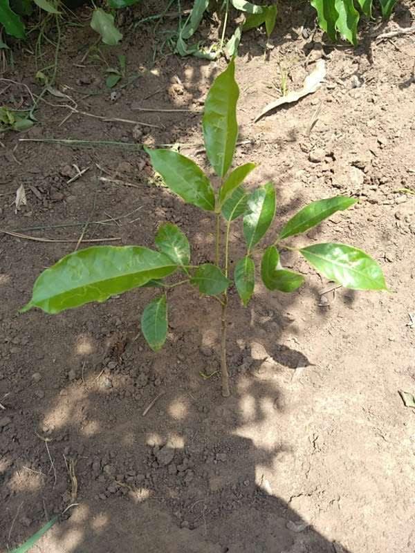 tree image