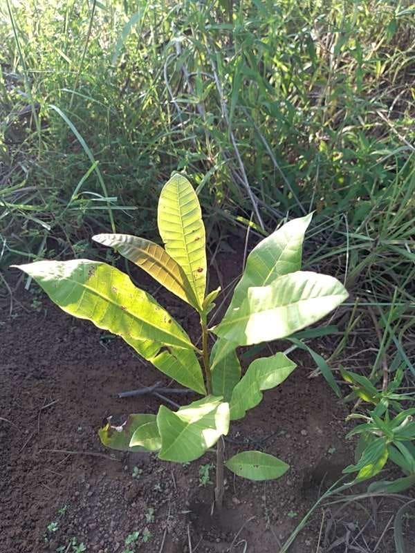 tree image