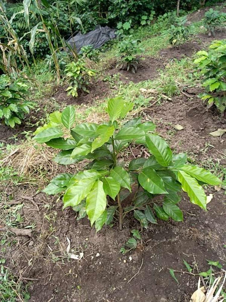 tree image