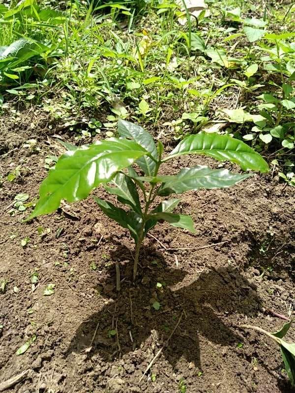 tree image