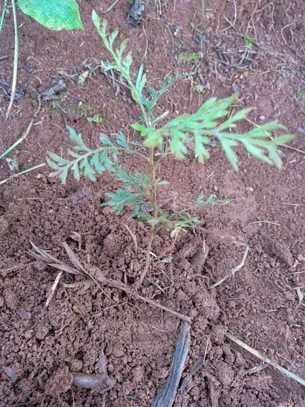 tree image