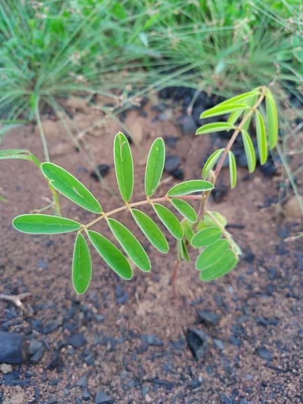 tree image