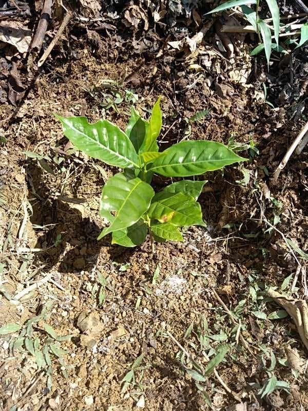 tree image