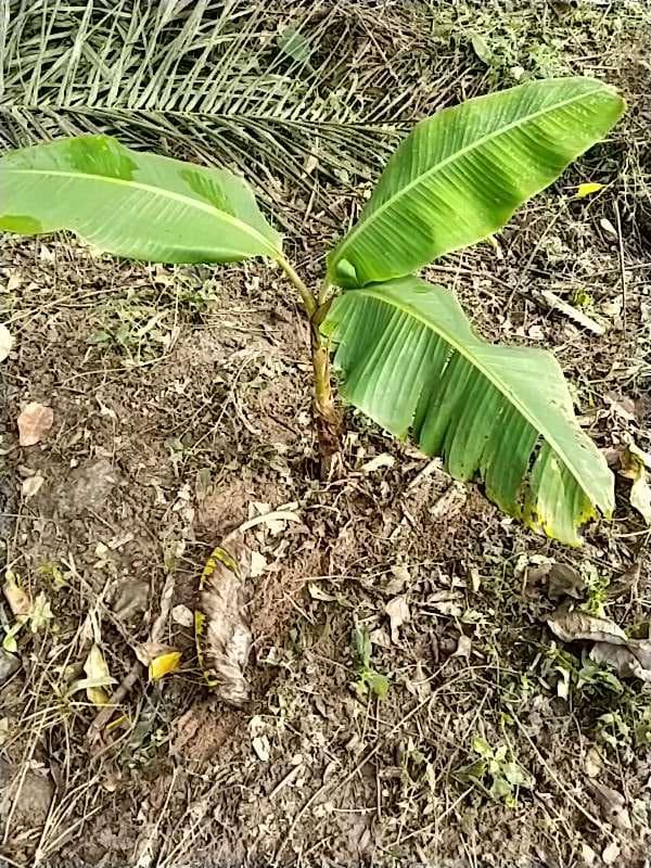 tree image