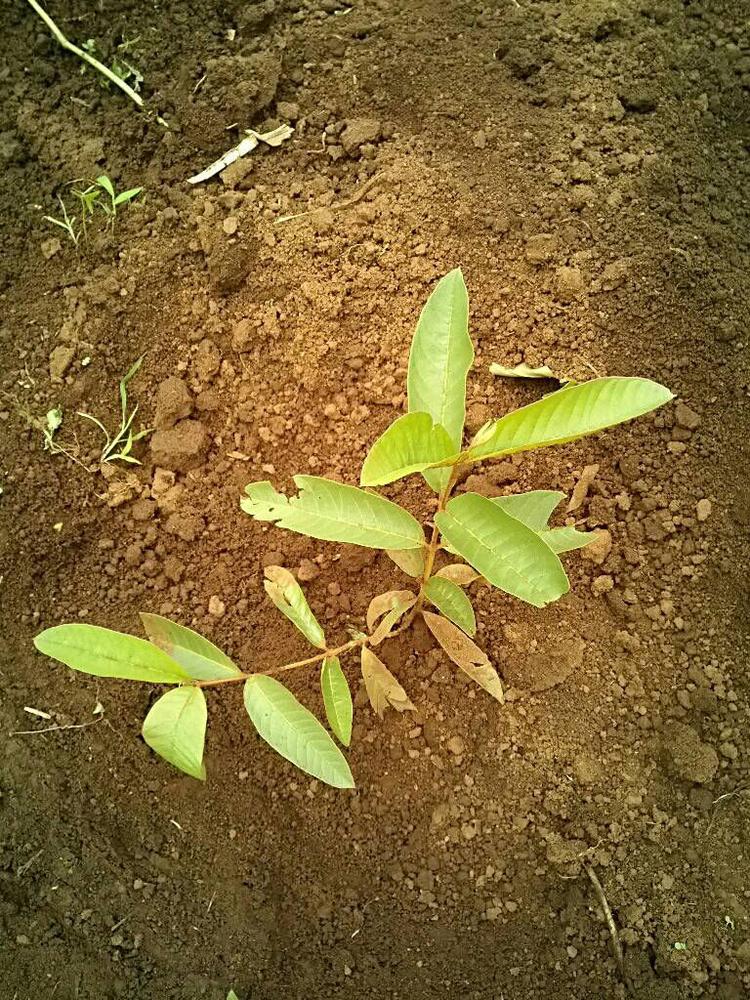 tree image