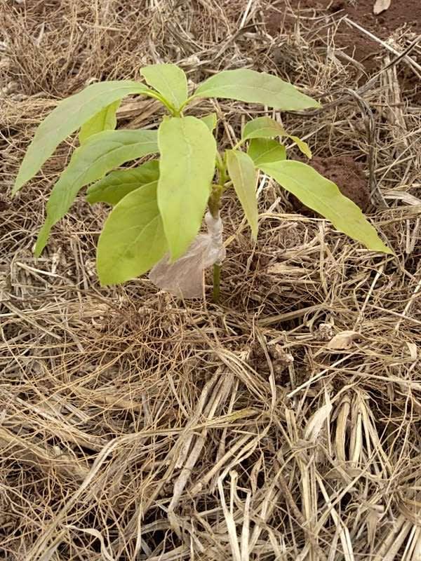 tree image