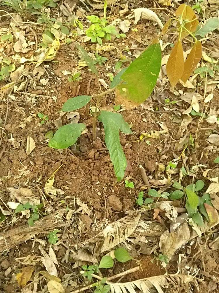 tree image