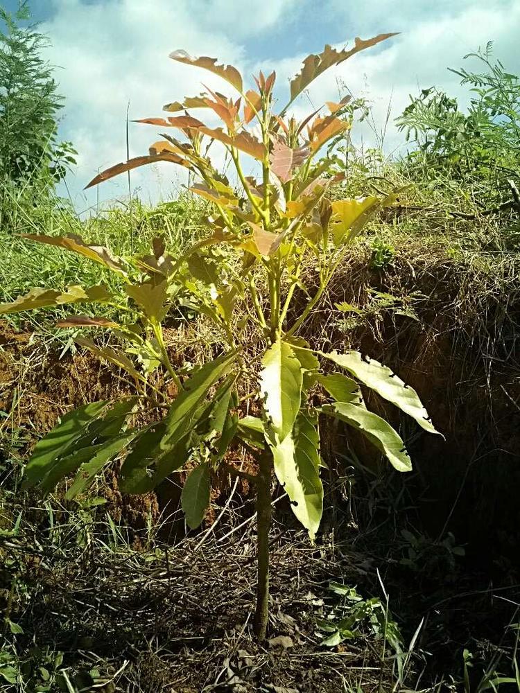 tree image