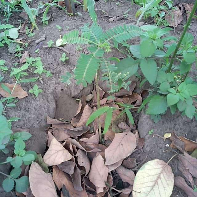tree image
