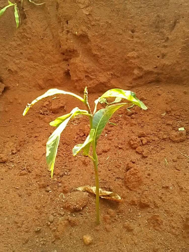tree image