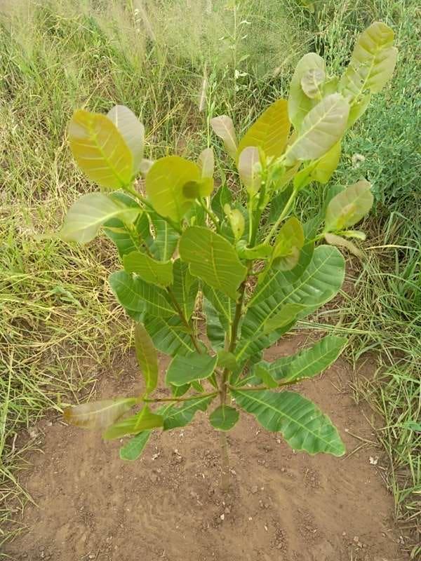 tree image