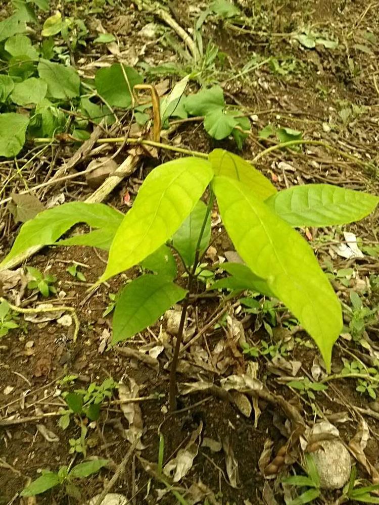 tree image